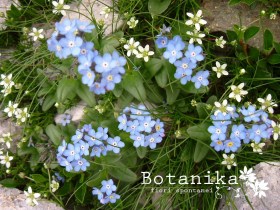 Myosotis alpestris